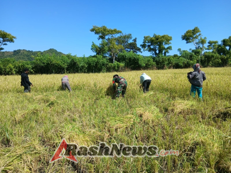 Sinergi TNI-Rakyat, Babinsa Karera Bersama Petani Panen Padi