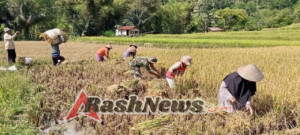 Dari Sawah untuk Negeri, Babinsa Koramil 1612-04/Elar Jadi Sahabat Petani di Manggarai Timur