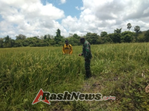Babinsa Pahunga Lodu Dukung Ketahanan Pangan Lewat Pendampingan Petani