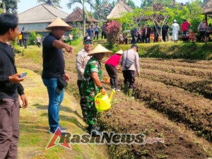 Koramil 1616-01/Gianyar Dorong Kemandirian Pangan Lewat Penanaman Jagung Bersama Polri