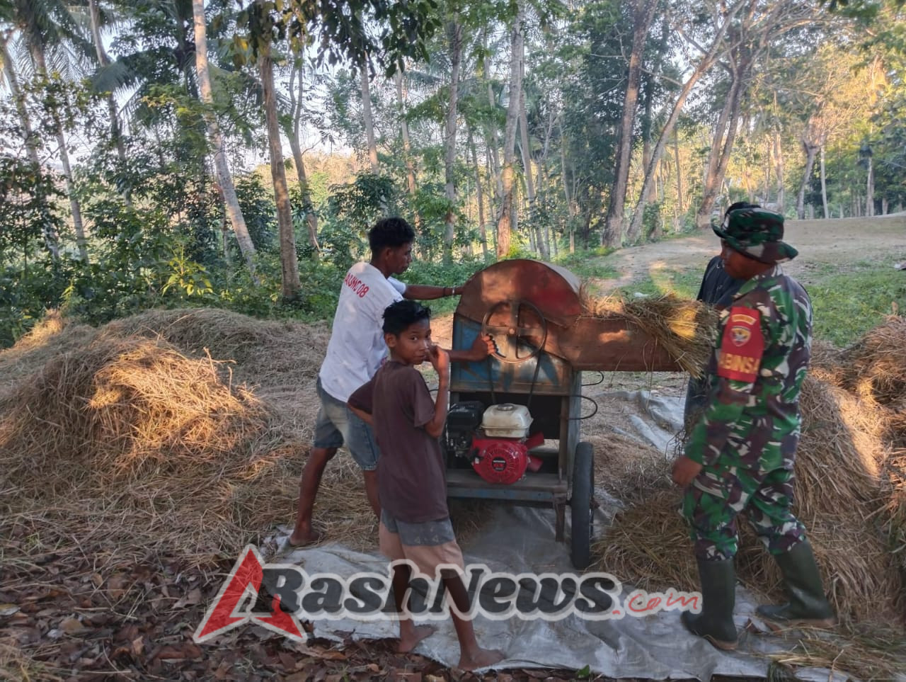 Babinsa Koramil 02/Walakaka Bantu Warga Rontok Padi di Desa Kabukarudi