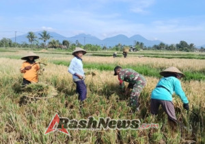 Mendukung Ketahanan Pangan, Babinsa Desa Pangsan Bantu Petani Panen Padi