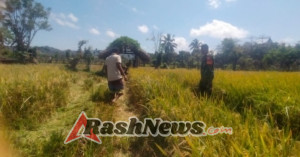 Babinsa Koramil 03/Pahunga Lodu Bantu Panen Padi Warga Binaan