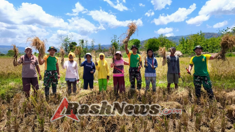 Satgas Pamtas Yonarmed 12 Kostrad Panen Padi Bersama Warga, Wujudkan Ketahanan Pangan di Perbatasan