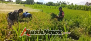 Kolaborasi Tingkatkan Produktifitas Padi, Babinsa Gelgel Dan PPL  Gelar Pengubinan