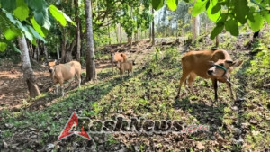 Prajurit Perbatasan Gagalkan Penyelundupan Sapi, Amankan Aset Warga Indonesia