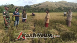 Babinsa Kodim 1602/Ende Aktif Mendampingi Petani, Perkuat Sinergi TNI-Masyarakat