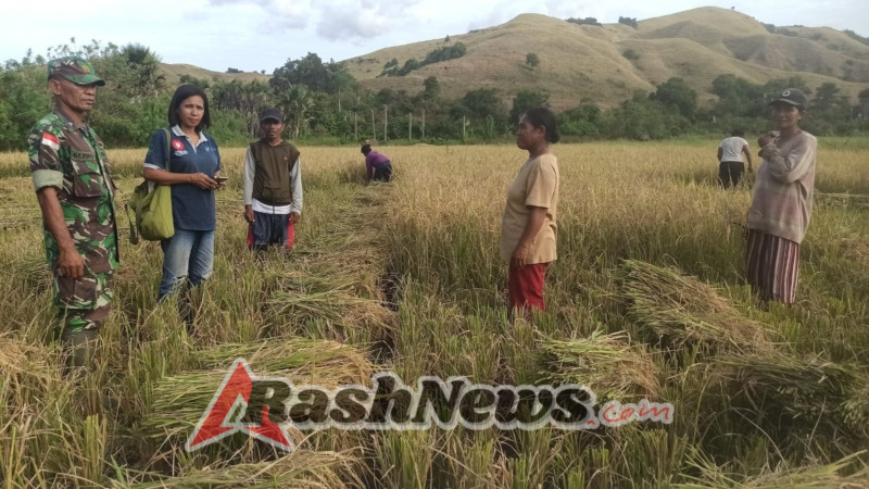 Babinsa Kodim 1602/Ende Aktif Mendampingi Petani, Perkuat Sinergi TNI-Masyarakat