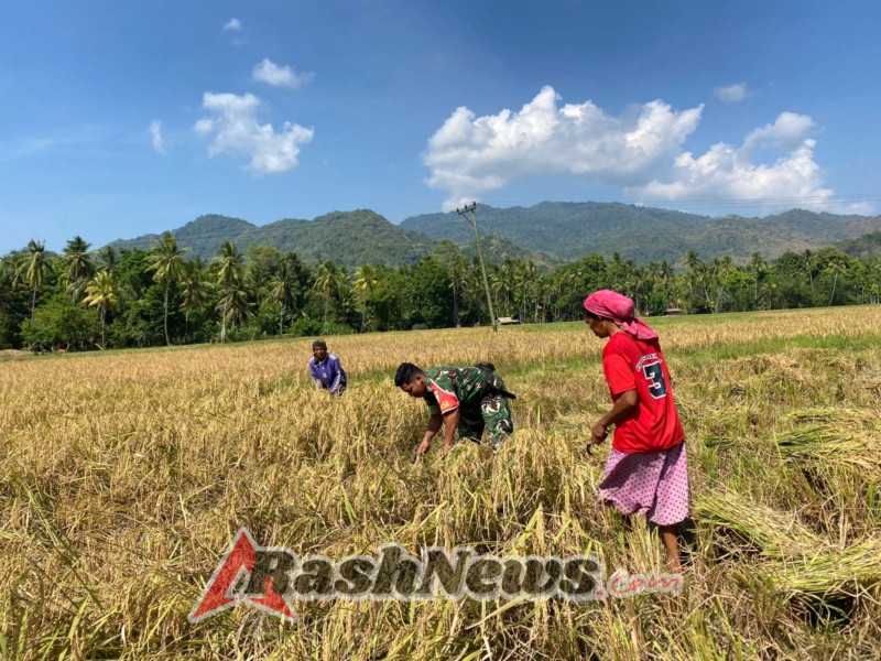Sinergi Babinsa dan Petani Desa Nuanaga Wujudkan Ketahanan Pangan dan Keamanan Wilayah