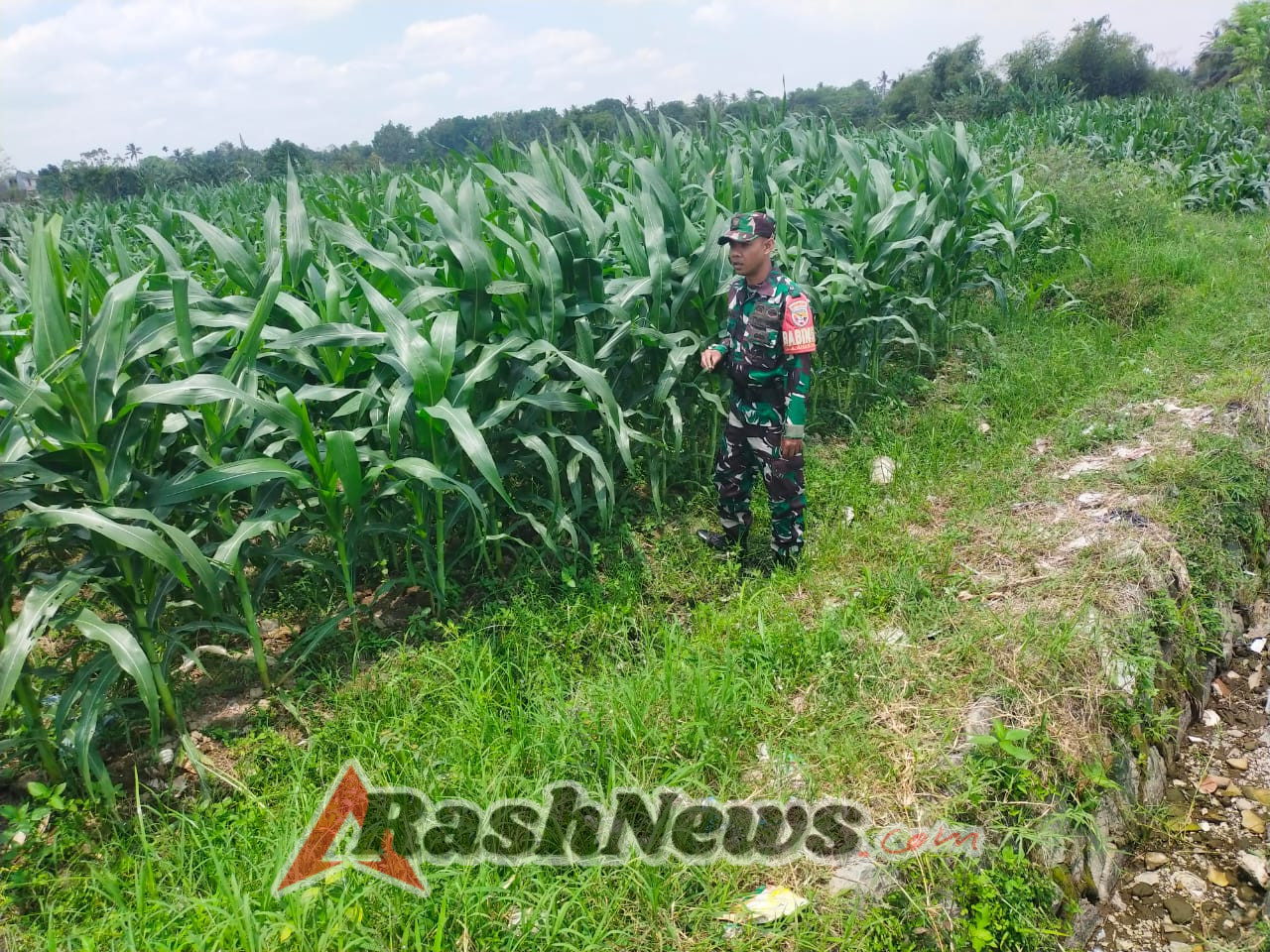 Babinsa Pastikan Keberlanjutan Kompi Produksi di Desa Sigerongan