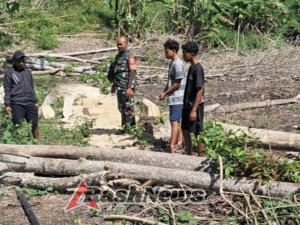 Babinsa Koramil 01/Loli Bantu Warga Potong Kayu untuk Pembangunan Rumah di Desa Kareka Nduku Utara