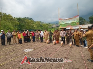 Kodim 1602/Ende, Polres, dan Pemda Ende Solid Dukung Swasembada Pangan Melalui BUM Desa