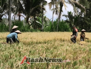 Babinsa Desa Pangsan Bantu Petani Panen Padi, Wujud Kepedulian terhadap Warga