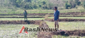 Babinsa Bersama Petani Tabundung Pantau Pertumbuhan Padi Demi Ketahanan Pangan