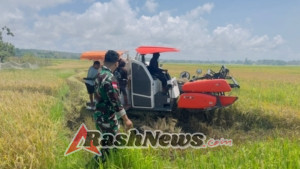 Babinsa Pahunga Lodu Dorong Modernisasi Pertanian Lewat Panen Mekanis