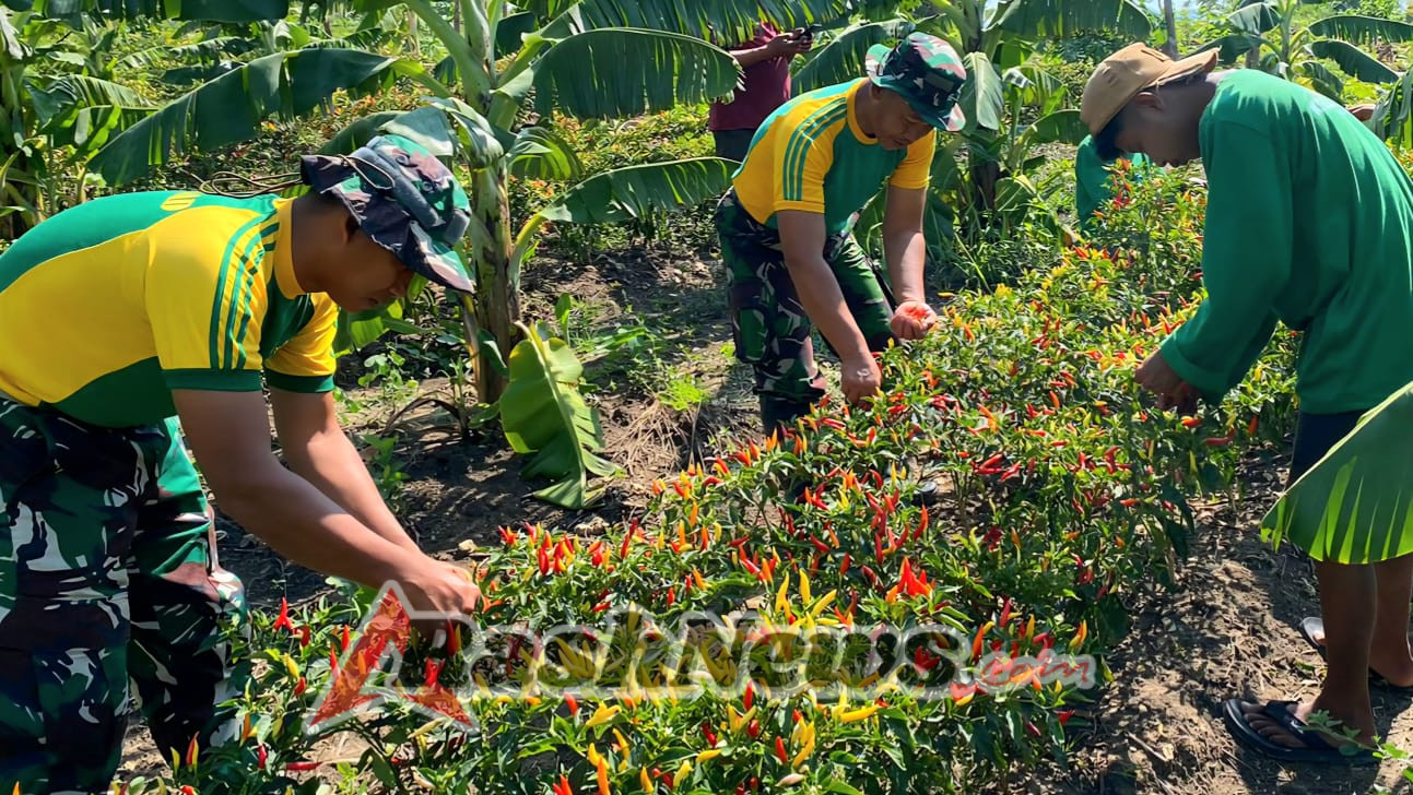 Sinergi Satgas dan Petani Fatuba’a, Panen Cabai Jadi Bukti Kedekatan TNI dengan Rakyat