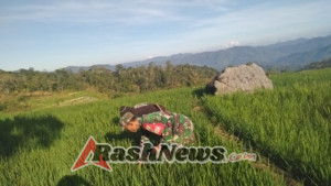 Kehadiran Babinsa di Sawah, Bukti Nyata TNI Peduli Pertanian Rakyat Manggarai