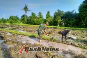 Sinergi di Lahan Pertanian: Babinsa Patas dan Petani Subak Dangin Tukad Kompak Olah Lahan Demi Ketahanan Pangan