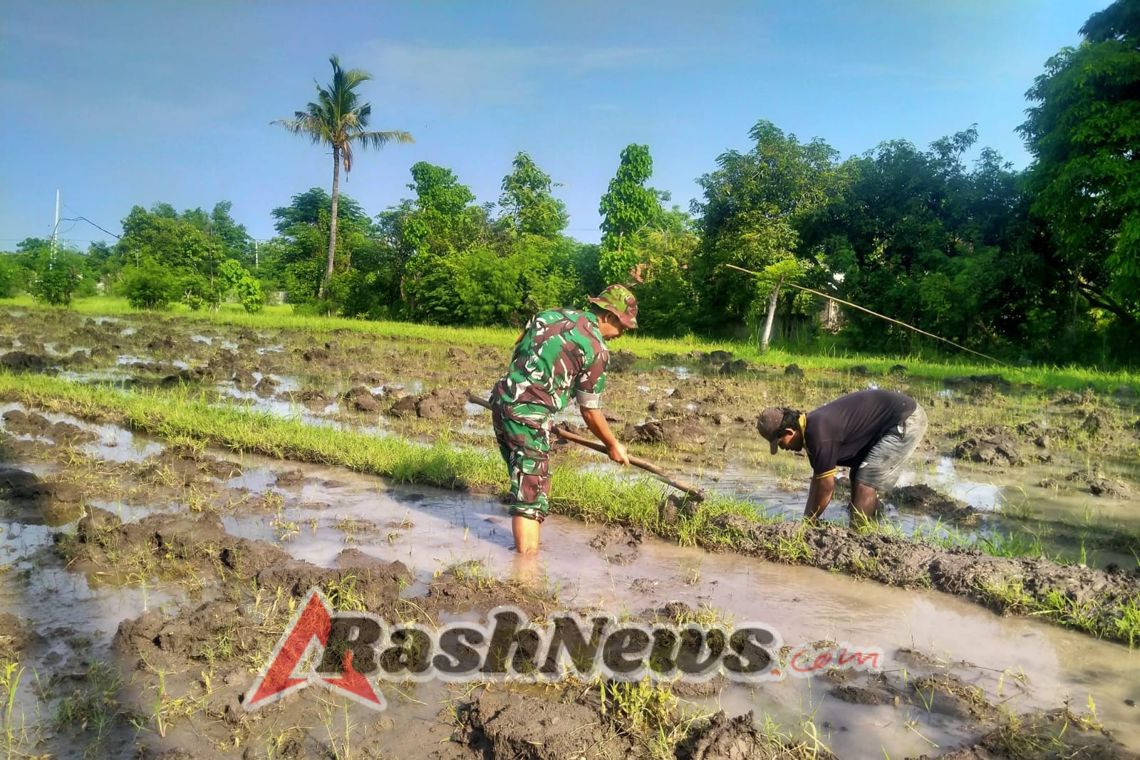 Sinergi di Lahan Pertanian: Babinsa Patas dan Petani Subak Dangin Tukad Kompak Olah Lahan Demi Ketahanan Pangan