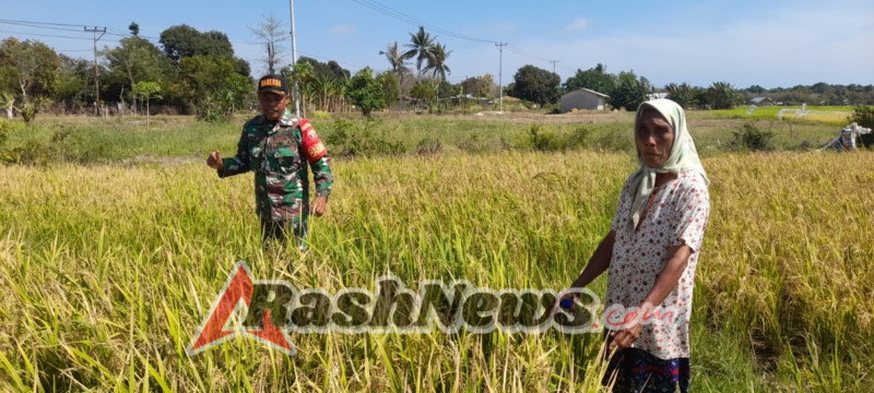 Kegiatan Hanpangan Babinsa Rindi Umalulu Berjalan Aman dan Lancar