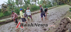 Sinergi TNI dan Petani, Babinsa Langgahan Kawal Tanam Padi IR 64 untuk Kesejahteraan Warga