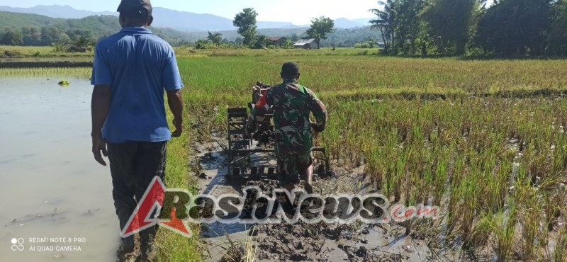 Sinergi TNI dan Petani: Babinsa Koramil 1612-03/Borong Hadir Bantu Pembajakan Sawah Warga