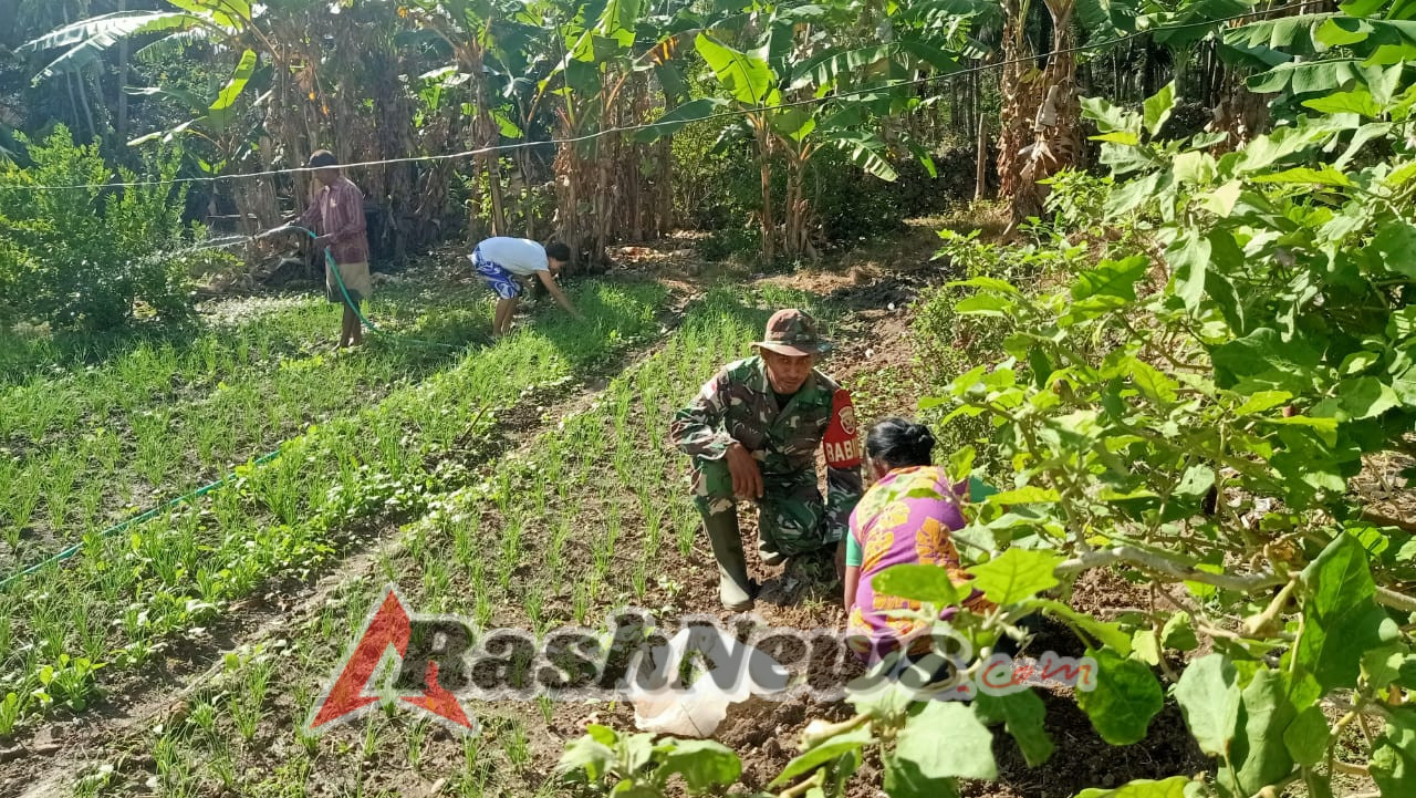 Komsos Babinsa Bersama Petani Hortikultura di Rote Selatan Wujudkan Ekonomi Sejahtera