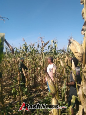 Loreng di Tengah Sawah, Babinsa Koramil 1612-05/Satar Mese Bantu Warga Satarloung Angkat Hasil Panen