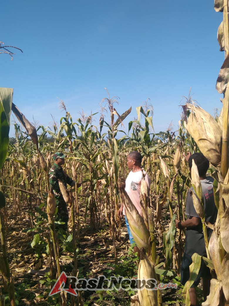 Loreng di Tengah Sawah, Babinsa Koramil 1612-05/Satar Mese Bantu Warga Satarloung Angkat Hasil Panen