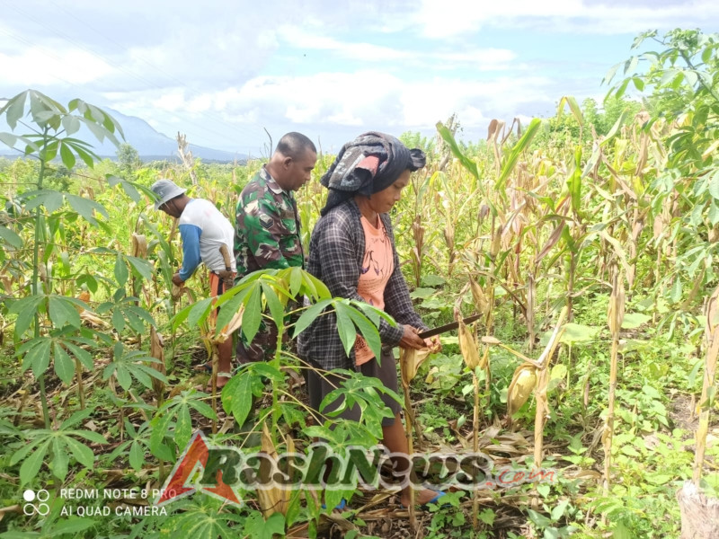 Jagung Melimpah, Babinsa Borong Wujudkan Sinergi TNI-Rakyat di Ranamese