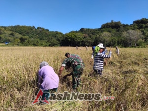 Panen Padi di Reok, Babinsa Koramil 1612-02/Reok Dampingi Warga Wujudkan Harapan Ketahanan Pangan