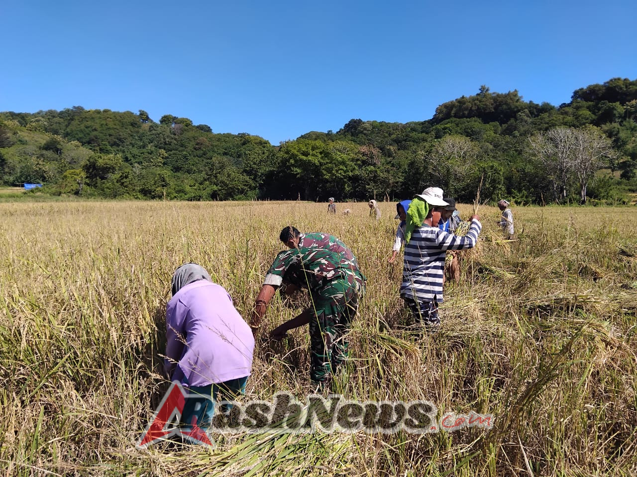 Panen Padi di Reok, Babinsa Koramil 1612-02/Reok Dampingi Warga Wujudkan Harapan Ketahanan Pangan