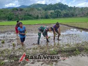 Pendampingan Hanpangan, Babinsa Jadi Garda Terdepan Majukan Pertanian Desa Praingkareha