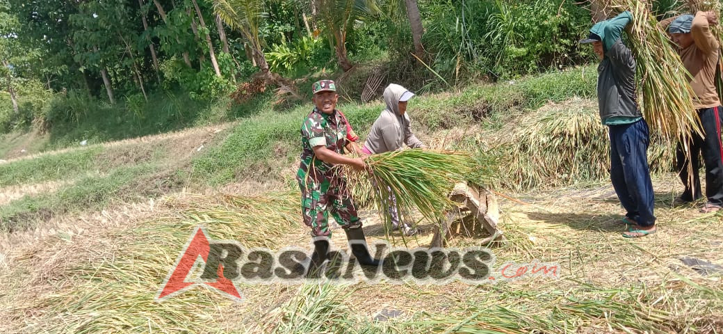 Sinergi di Sawah: Babinsa Tinga-Tinga Kawal Panen Padi, Jaga Ketahanan Pangan Nasional