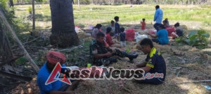Gotong Royong Bersama Babinsa, Warga Oehandi Ringankan Pekerjaan Pasca Panen
