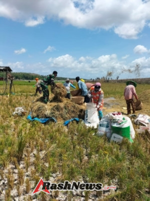 Wujud Kepedulian, Babinsa Turun Langsung Bantu Petani Rontokkan Padi