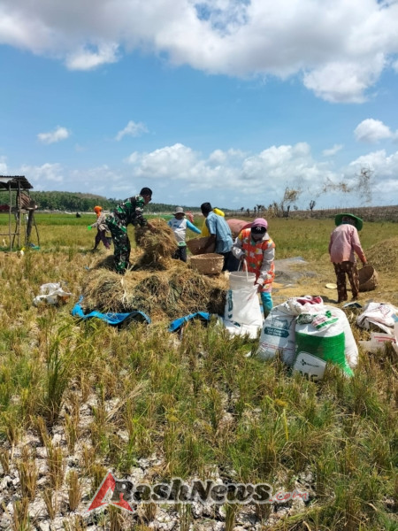 Wujud Kepedulian, Babinsa Turun Langsung Bantu Petani Rontokkan Padi