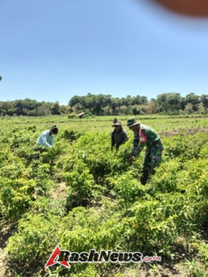 Babinsa Koramil 1627 Dampingi Petani Panen Cabe di Desa Tesabela