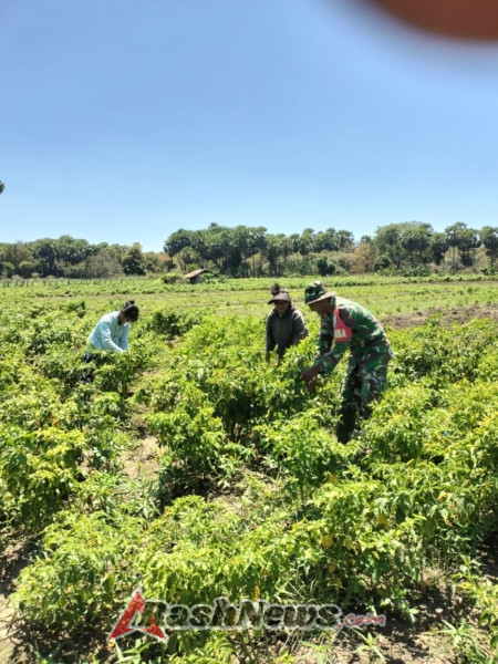 Babinsa Koramil 1627 Dampingi Petani Panen Cabe di Desa Tesabela