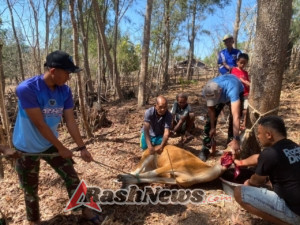 Program Unggulan Tenda Gratis dan Membantu Pemotongan Hewan oleh Pos Haumeniana