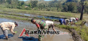 Tingkatkan Ketahanan Pangan, Babinsa Prekomba Gotong Royong Tanam Padi