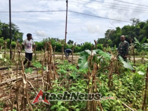 Babinsa dan Warga Praimadeta Wujudkan Kemitraan di Bidang Pertanian