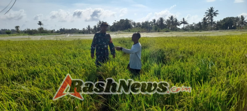 Wujud Nyata TNI Manunggal Dengan Rakyat, Babinsa Dampingi Petani di Wanga