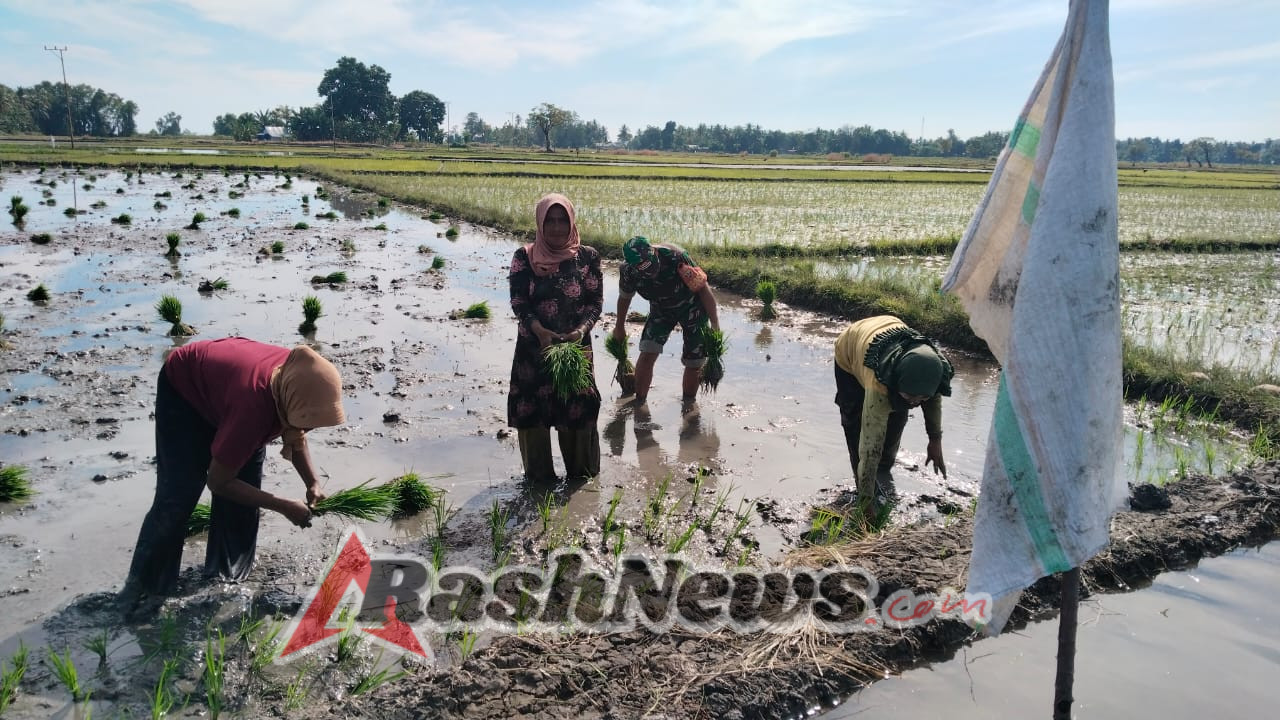 Babinsa Hadir di Tengah Sawah, Dorong Produktivitas Pertanian Warga N. Baras