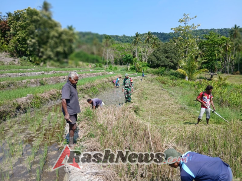 Sinergi Babinsa Dan Petani Beskoro Wujudkan Ketahanan Pangan Desa