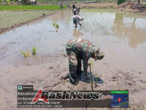 Gotong Royong Babinsa dan Petani Hasilkan Satu Petak Tanam Padi di Alor