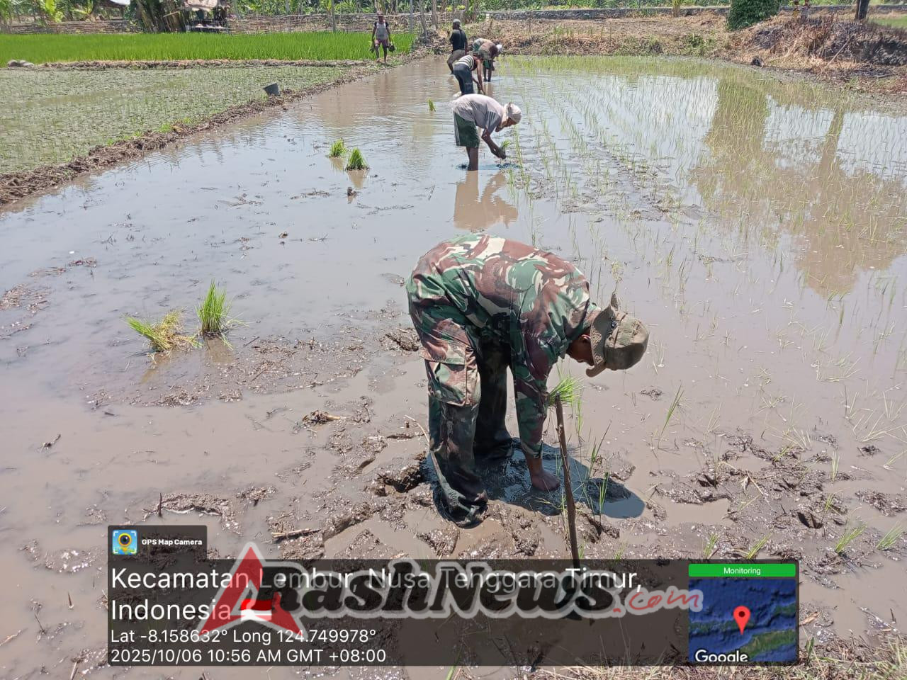 Gotong Royong Babinsa dan Petani Hasilkan Satu Petak Tanam Padi di Alor