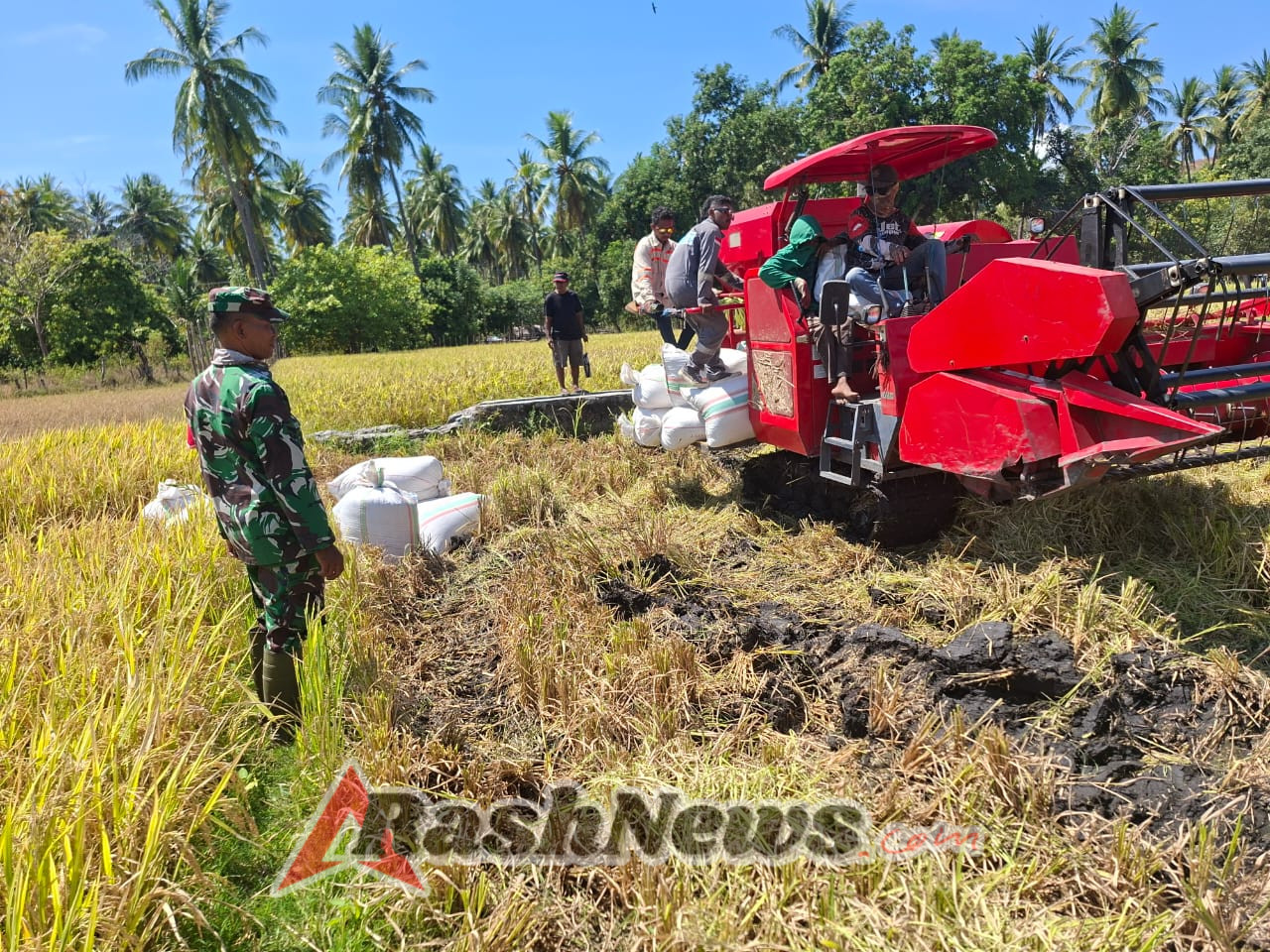 Babinsa Kodim 1602/Ende Aktif Bantu Petani: Panen Padi Gunakan Mesin Modern