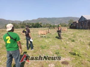 Sinergi Babinsa dan Dinas Pertanian, Registrasi Hewan Ternak Berjalan Lancar di Sumbawa Barat