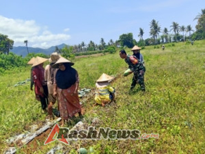Panen Semangka di Ai’ Kangkung Berlangsung Lancar, Babinsa Turut Sukseskan Kegiatan Pertanian